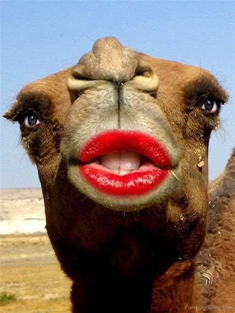 hilarious camel pictures